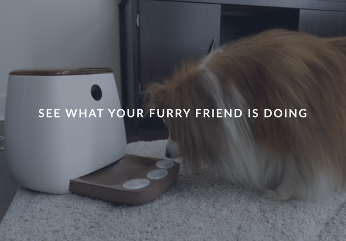 Pawiz na Web Summitu 2019